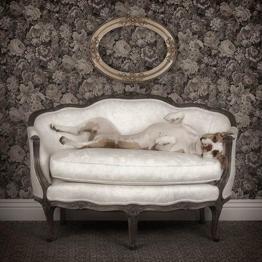 Sally on The Sofa, from the series of Re-Homed Dogs, "Canine Pal