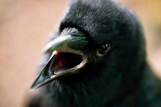 Biondo_Robert_1 small_Angry_ Crow
