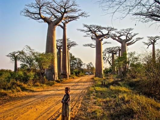 Irany_Judi_2Avenue of Baobabs