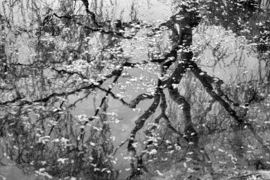 Flicek_Michael_2_Reflected Tree, Fallen Blossoms, Shanghai