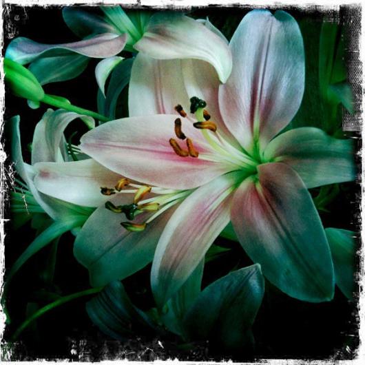 Rubin_Marian_Asiatic Lilies