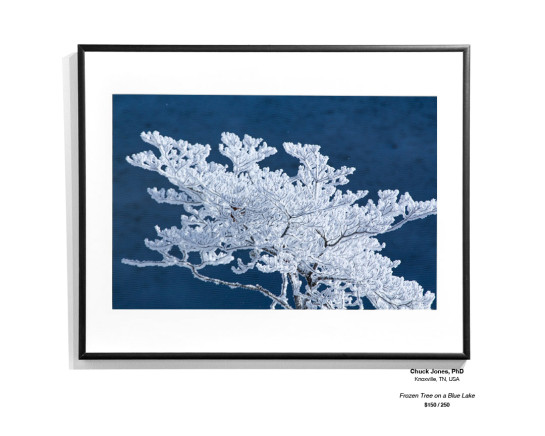 Frozen Installation 09