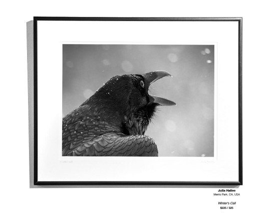 Frozen Installation 15