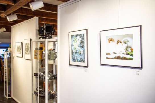 Frozen Installation 45