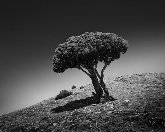 Du_Tre_Olivier_5The_Broccoli_Tree