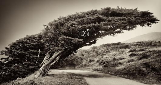 Windswept Tree on the Pacific Coast