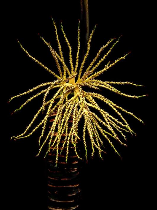 Waters_Marilynn_5-Golden-Palm-Tree-Blossom