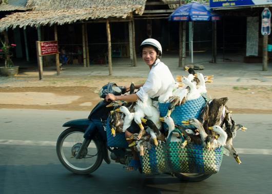 McMeekan_Dee_1 UnIucky Ducks in Vietnam-1