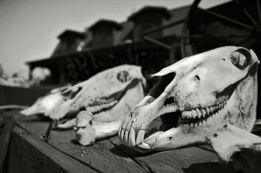 Untitled (skulls) © 2011 Shea Naer