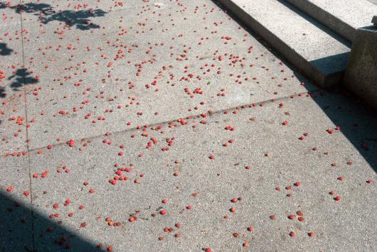 Red Berries on Pavement