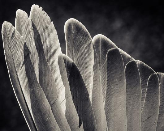 wing feathers of a mourning dove...