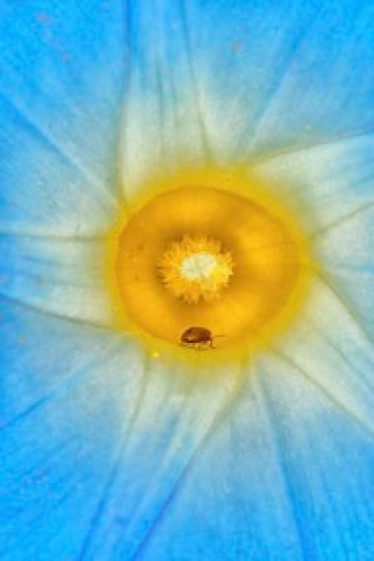 Biondo_Bug in Flower