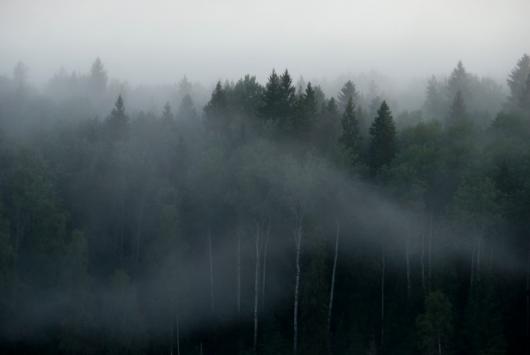 McHale_Katherine_4forest mist