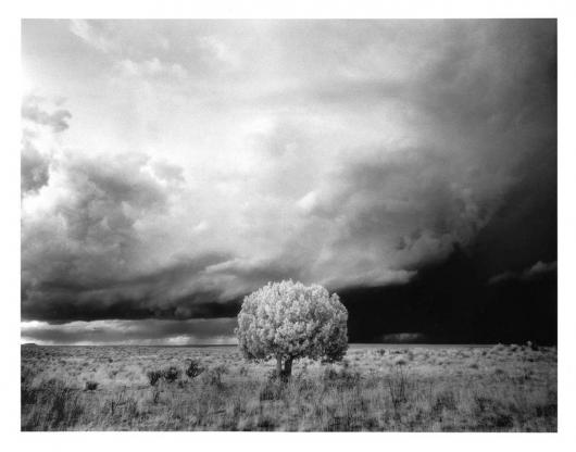 Miner_Michael_5Tree_and_Storm