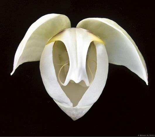 White Orchid #10A Alterio small